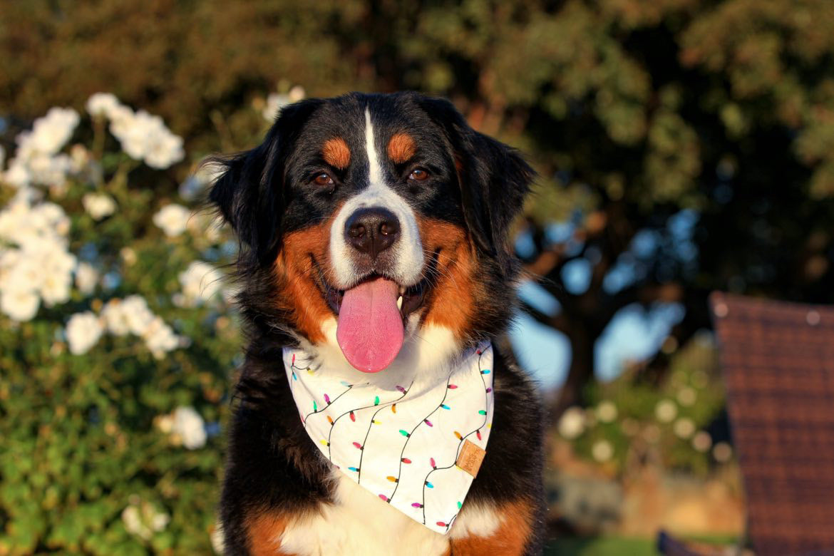 String Lights (White) Snap-On Pet Bandana