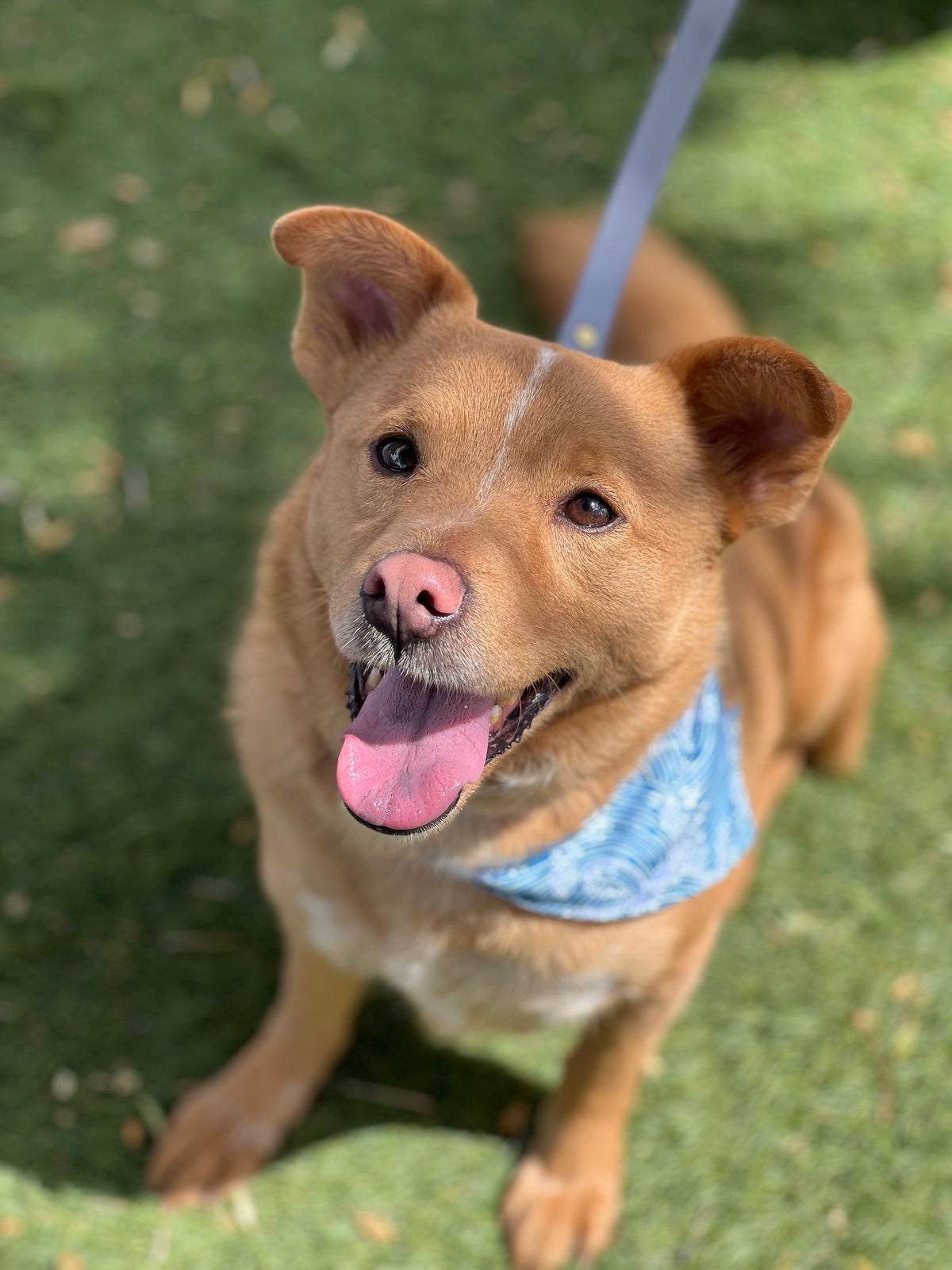 Ocean Waves Snap-On Pet Bandana