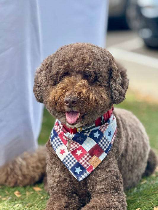 Rustic Starry Gingham Snap-On Pet Bandana