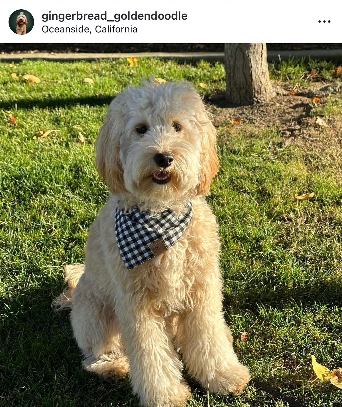 Black & White Gingham Snap-On Pet Bandana