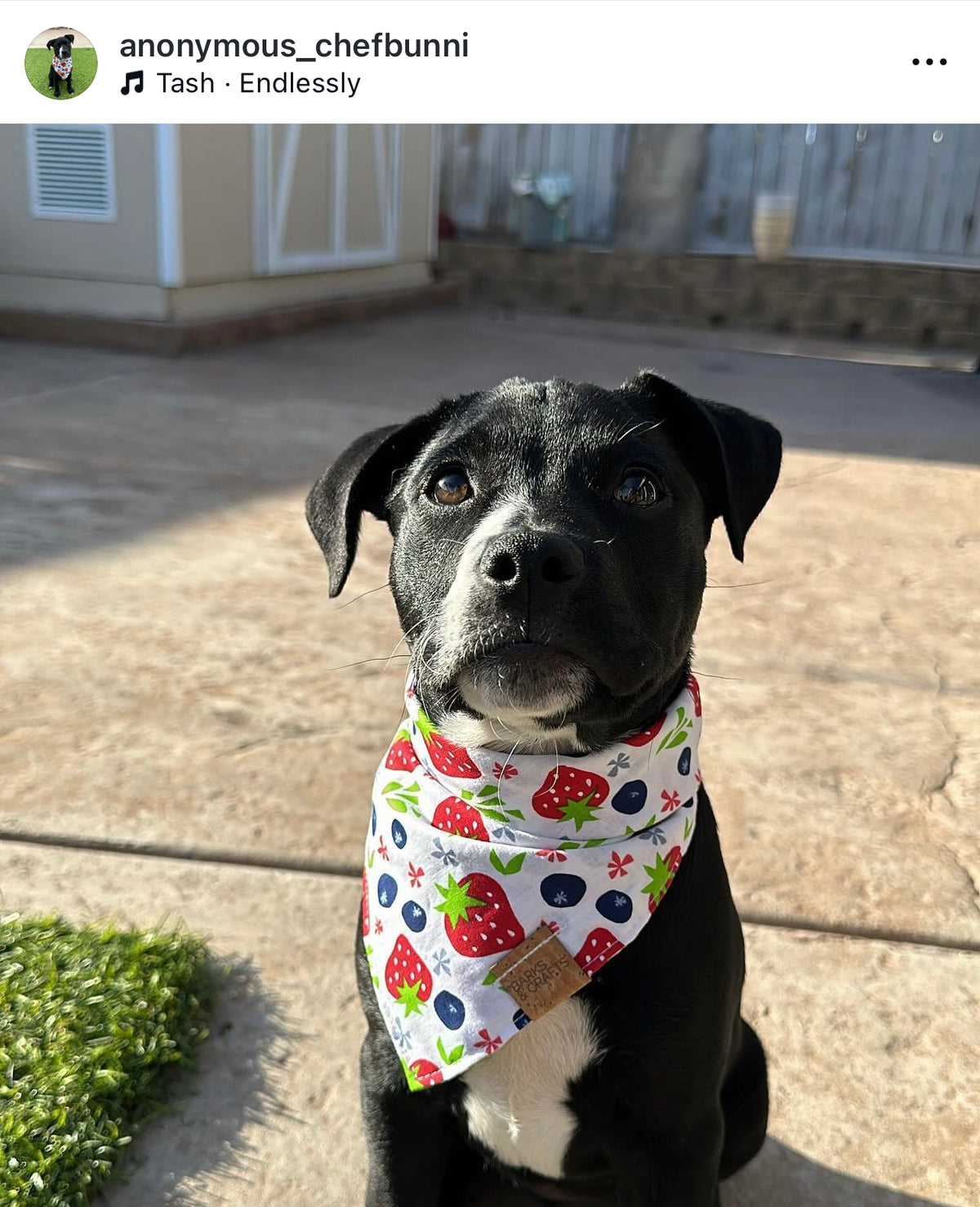 Berry Medley Snap-On Pet Bandana