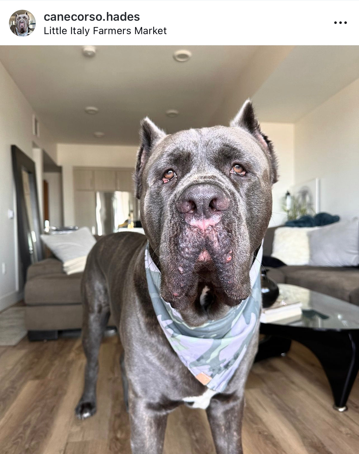 Grey Camo Print Snap-On Pet Bandana