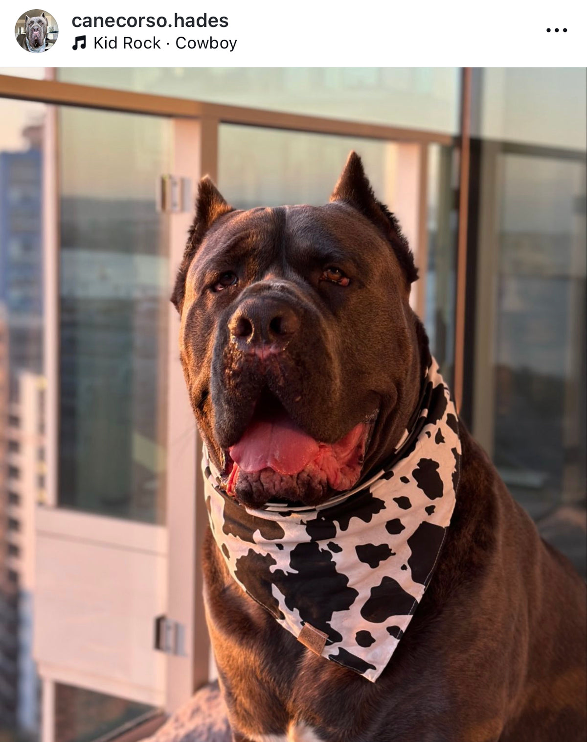 Cow Print Snap-On Pet Bandana