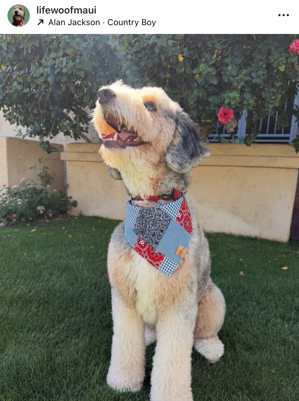 Mixed Paisley Snap-On Pet Bandana