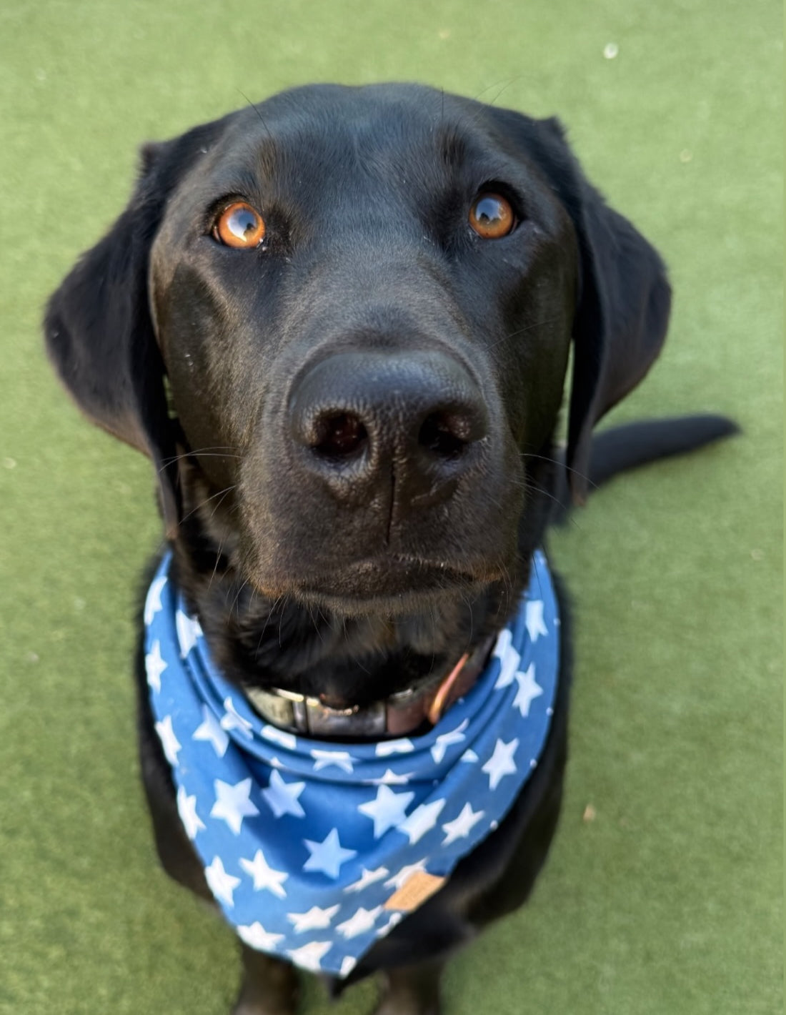 Star Spangeled (Blue) Snap-On Pet Bandana