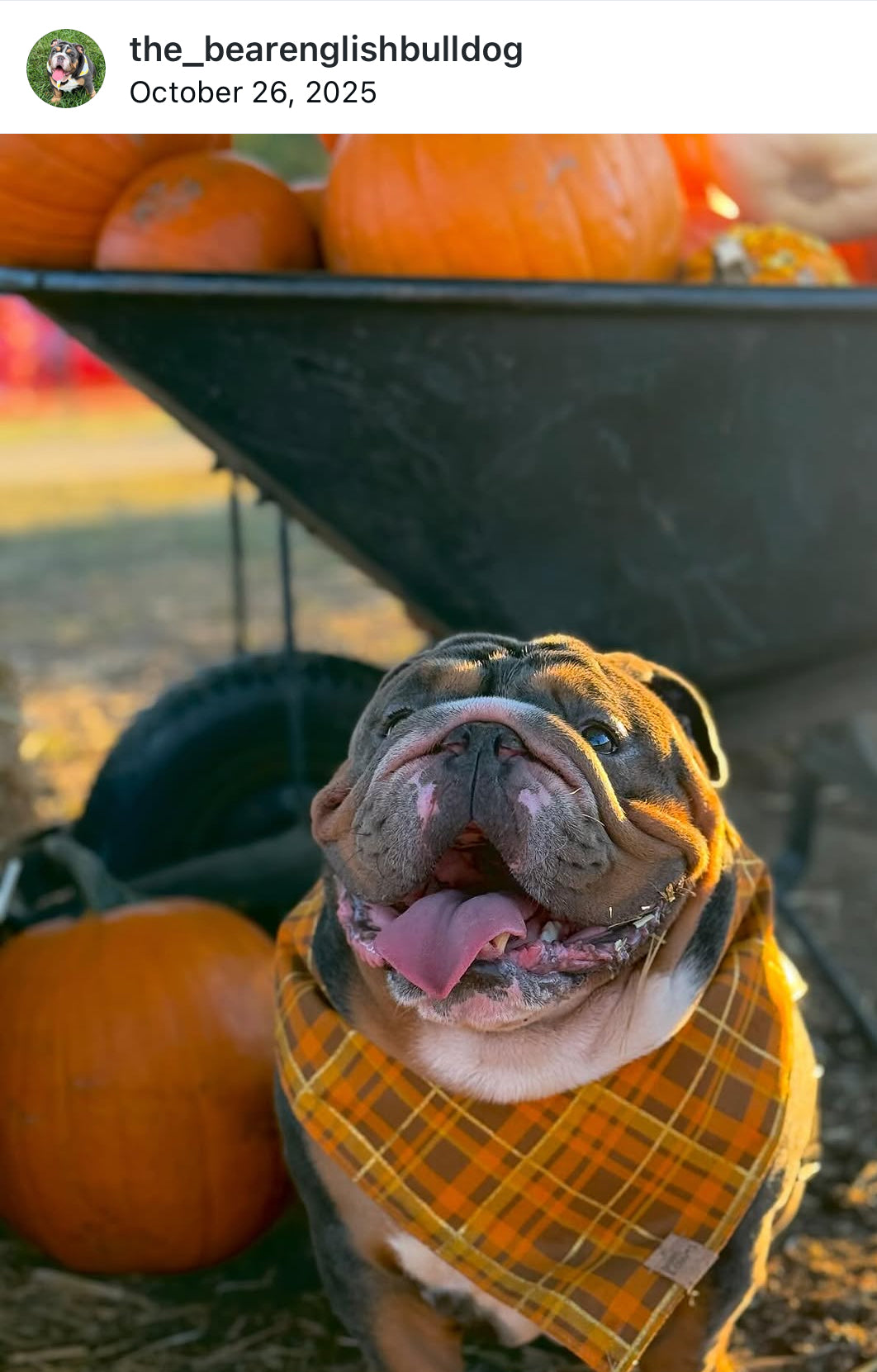 Harvest Plaid Snap-On Pet Bandana