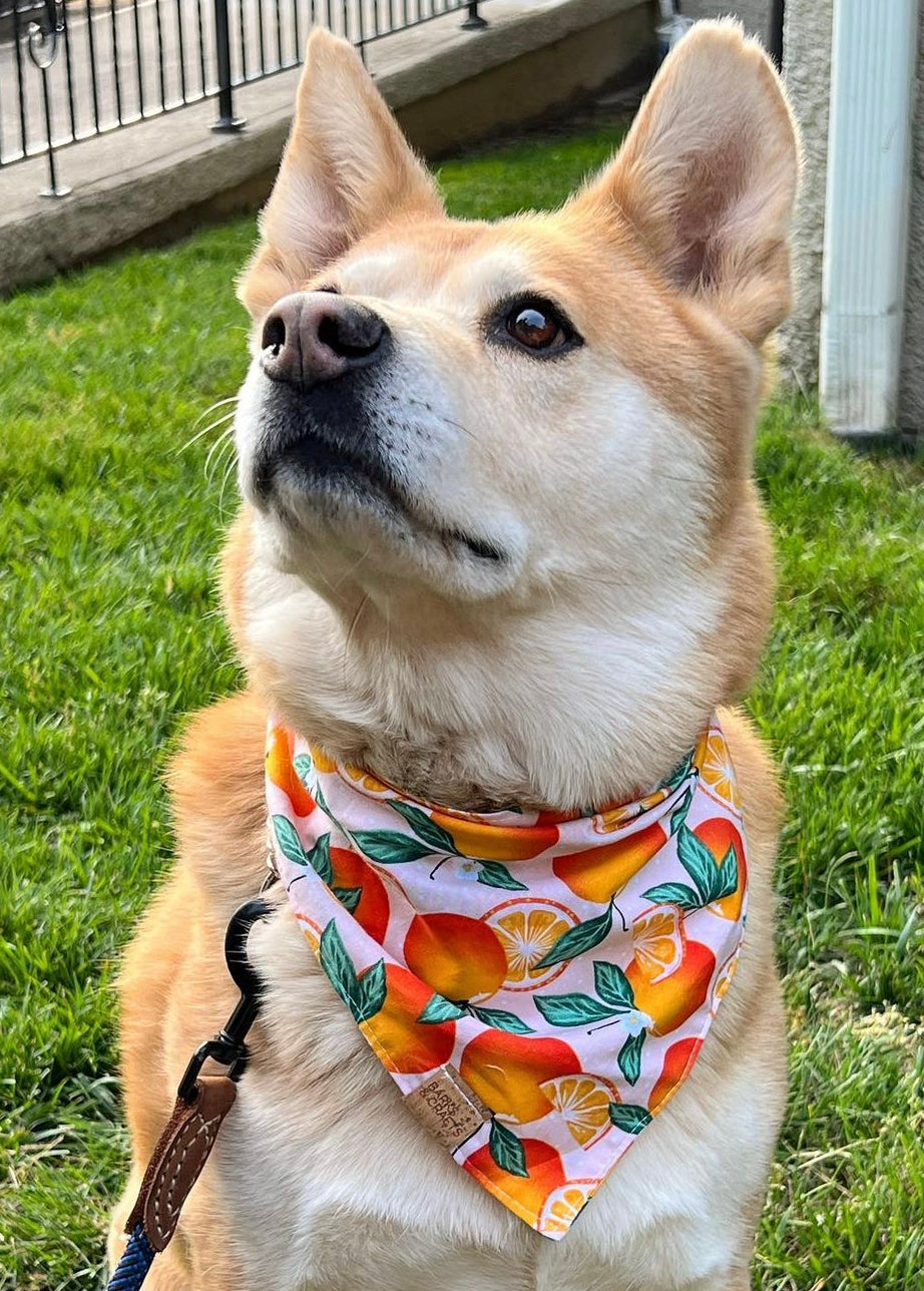 Orange Blossom Snap-On Pet Bandana