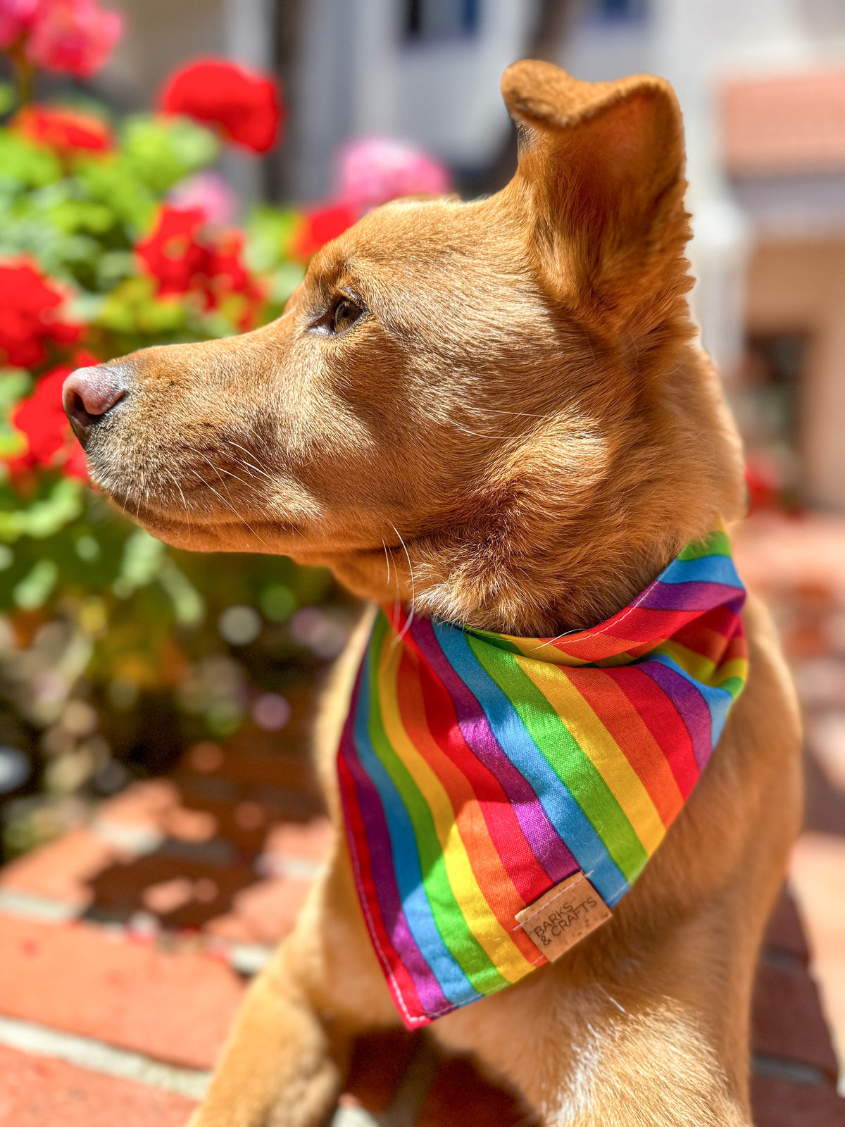 Rainbow Stripes Snap-On Pet Bandana