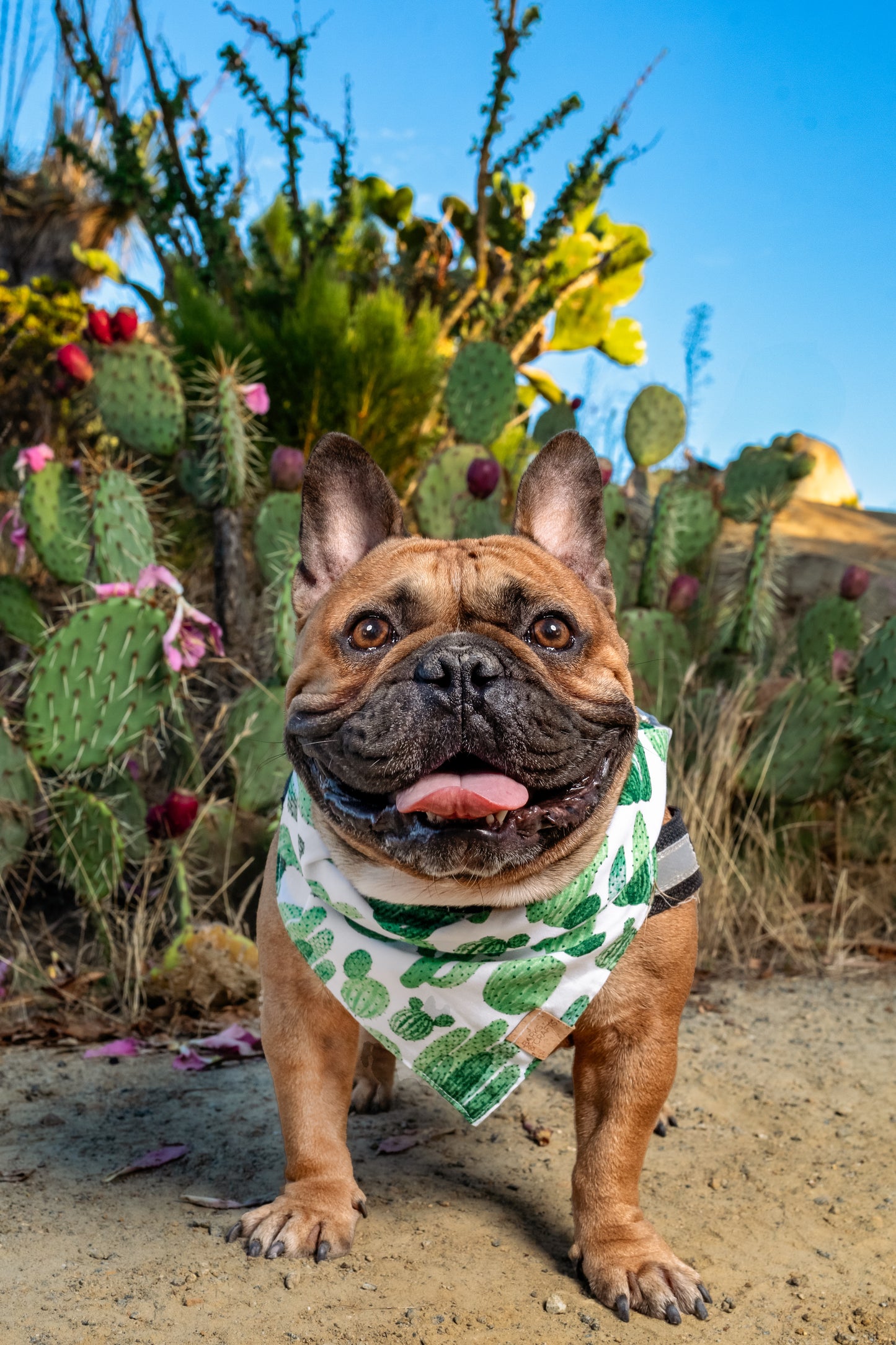 Cactus Garden Snap-On Pet Bandana