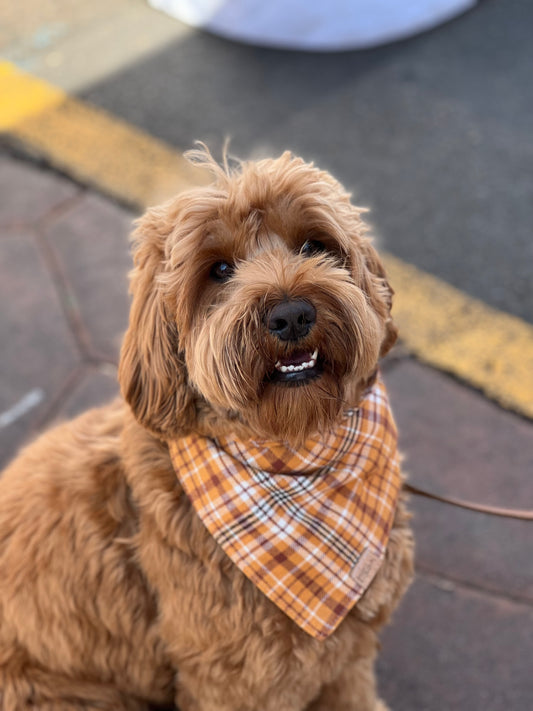 Butterscotch Plaid Snap-on Pet Bandana