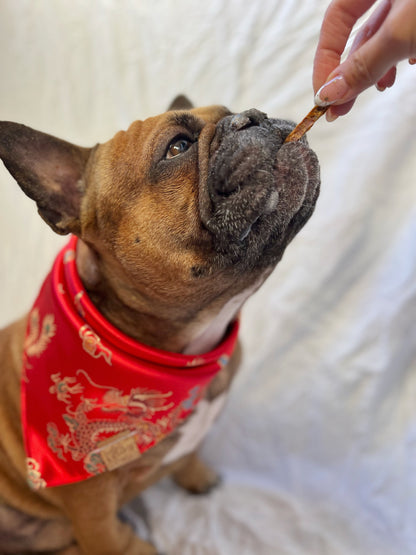 Red Dragon Phoenix Snap-On Pet Bandana