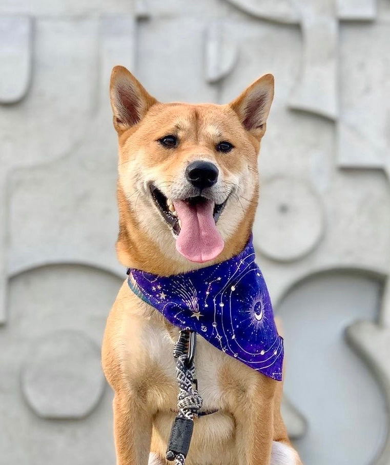 Zodiac Galaxy Pet Bandana