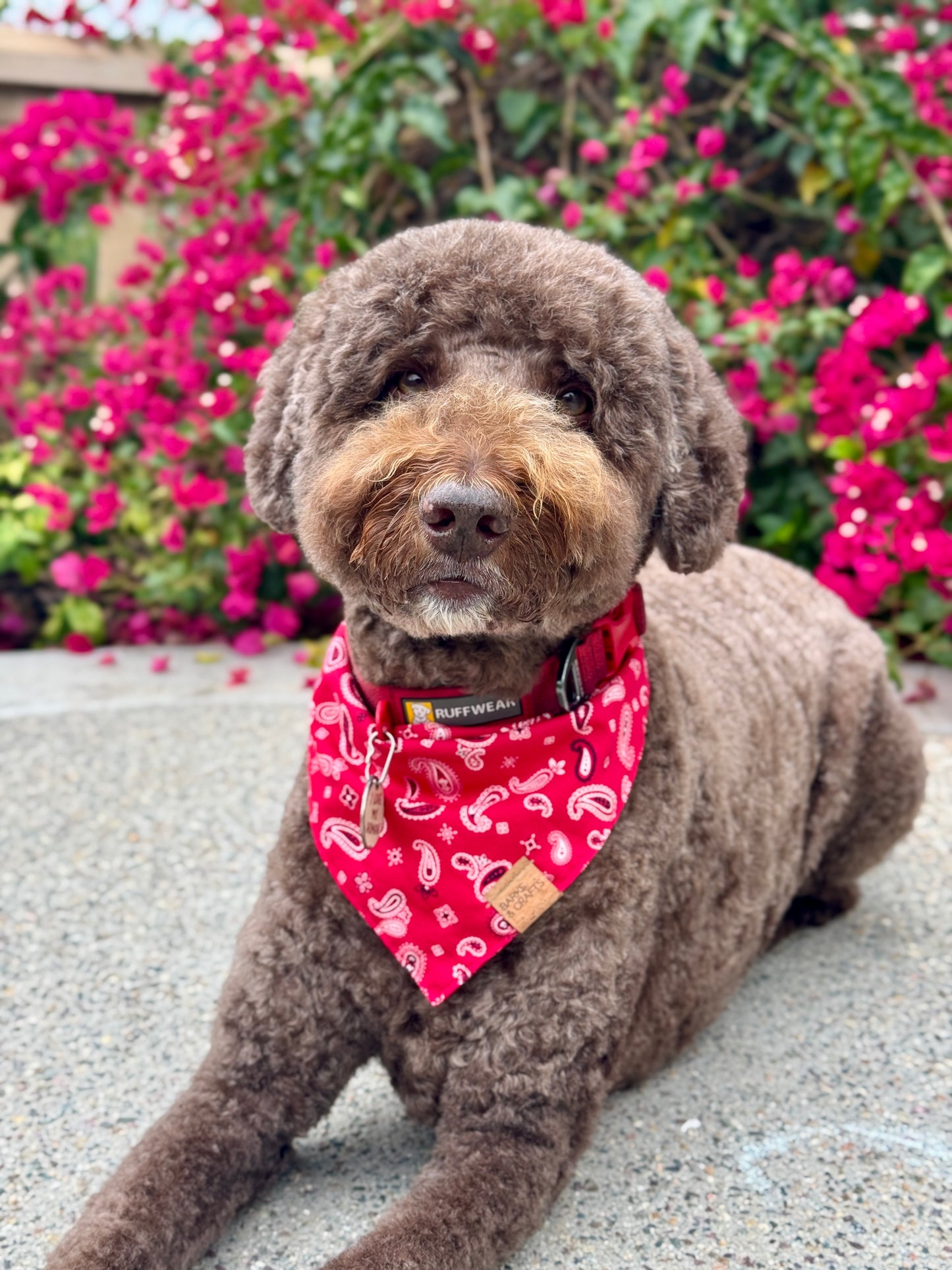 Red Paisley Snap-On Pet Bandana