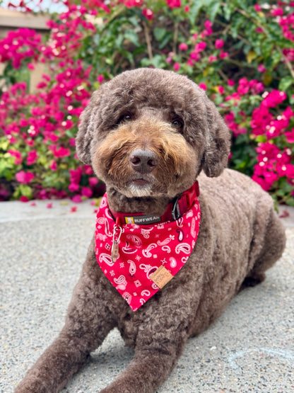Red Paisley Snap-On Pet Bandana