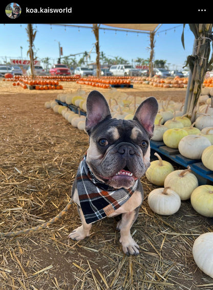 Forrest Plaid Flannel Snap-On Pet Bandana