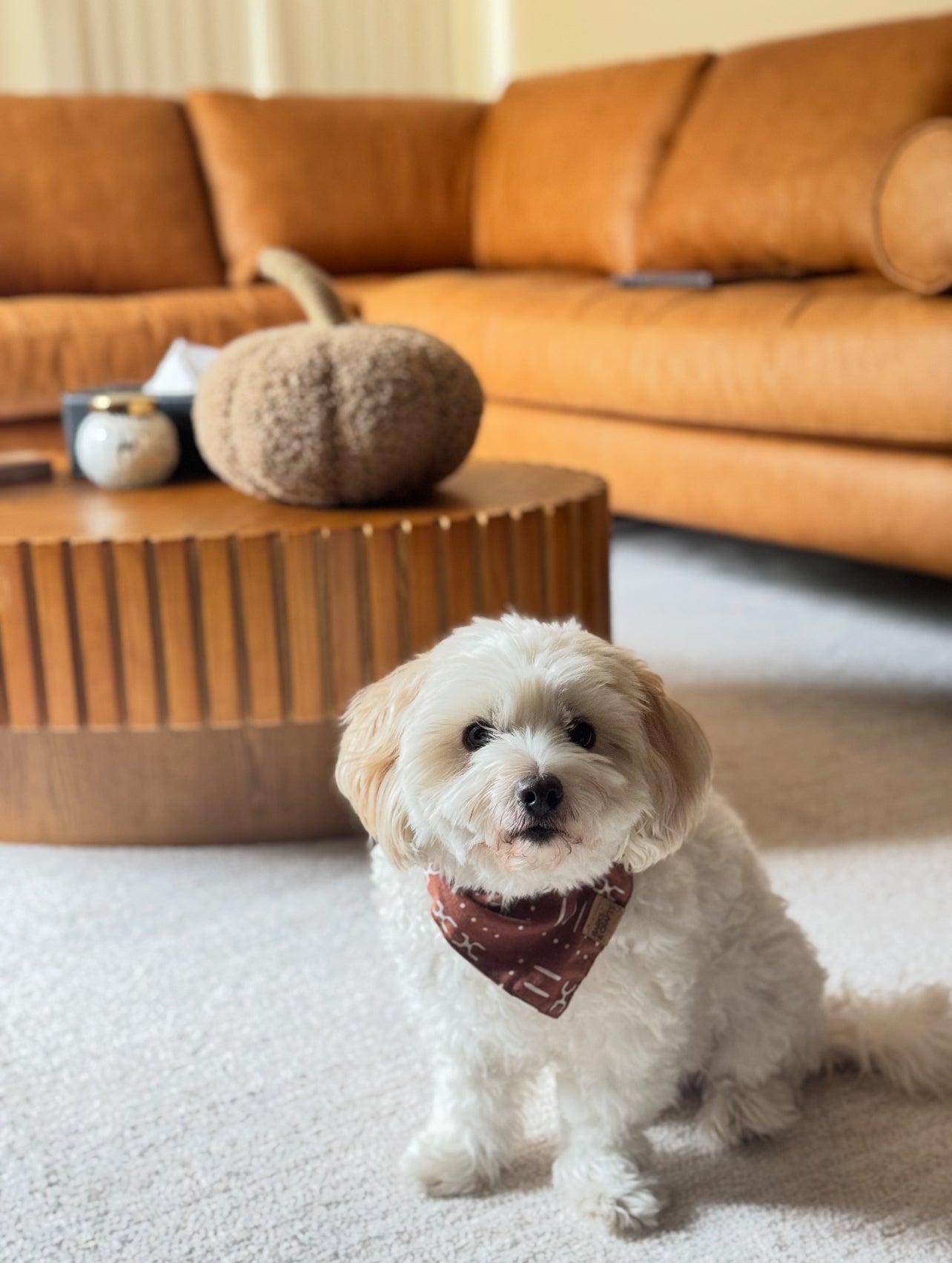 Terracotta Snap-On Pet Bandana