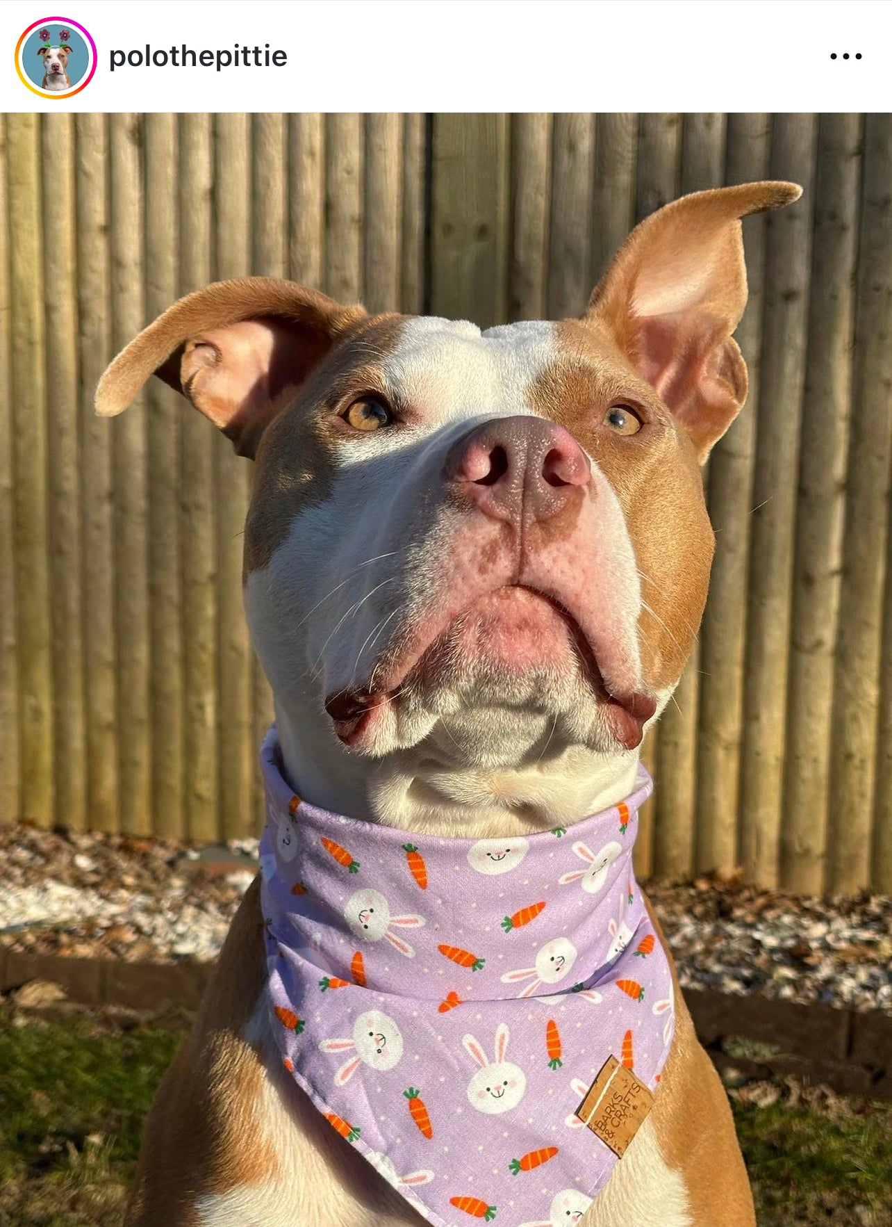 Sweet Bunnies Snap-On Pet Bandana