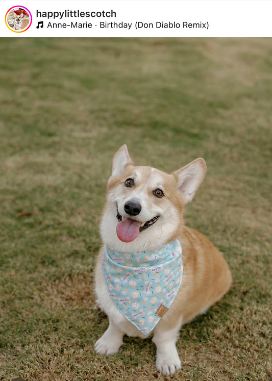 Barkday (Blue) Snap-on Pet Bandana