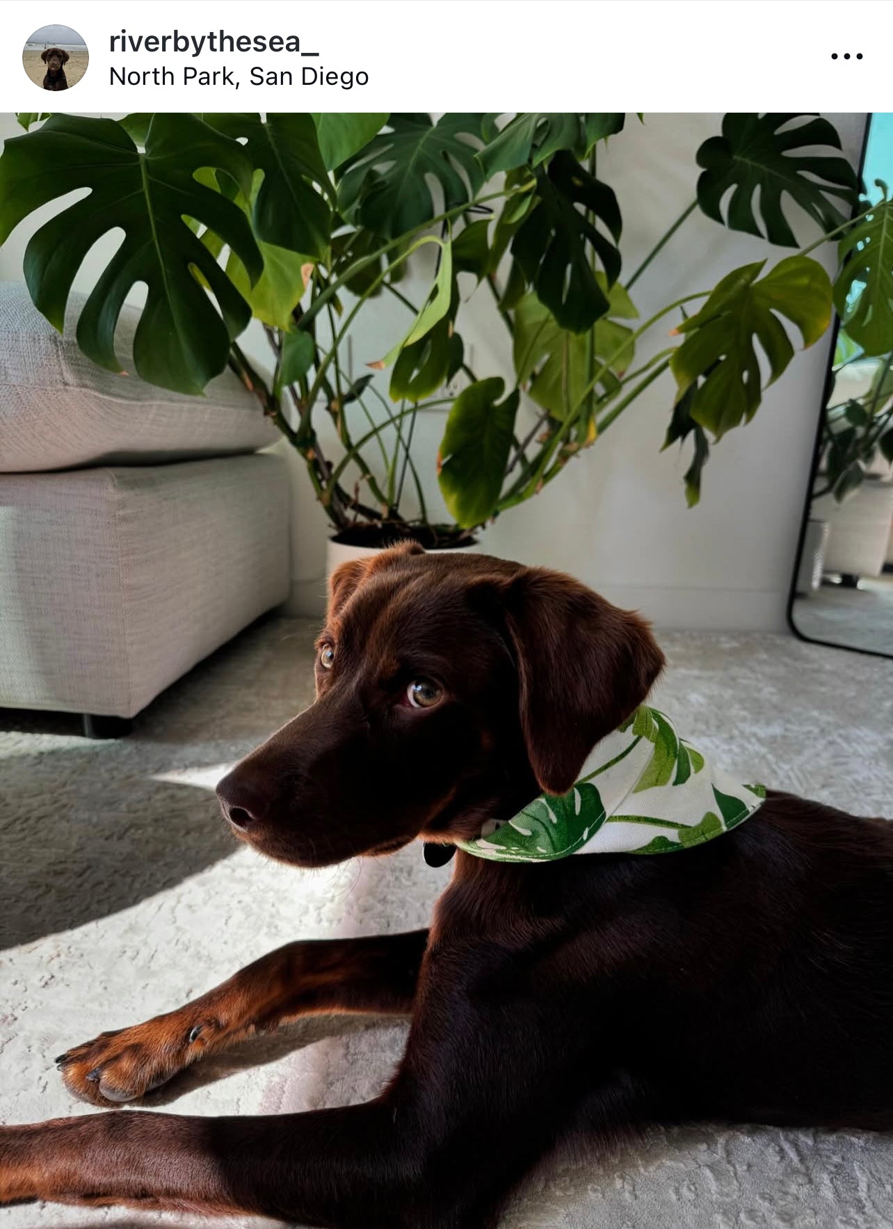 Monstera Deliciosa Snap-on Pet Bandana
