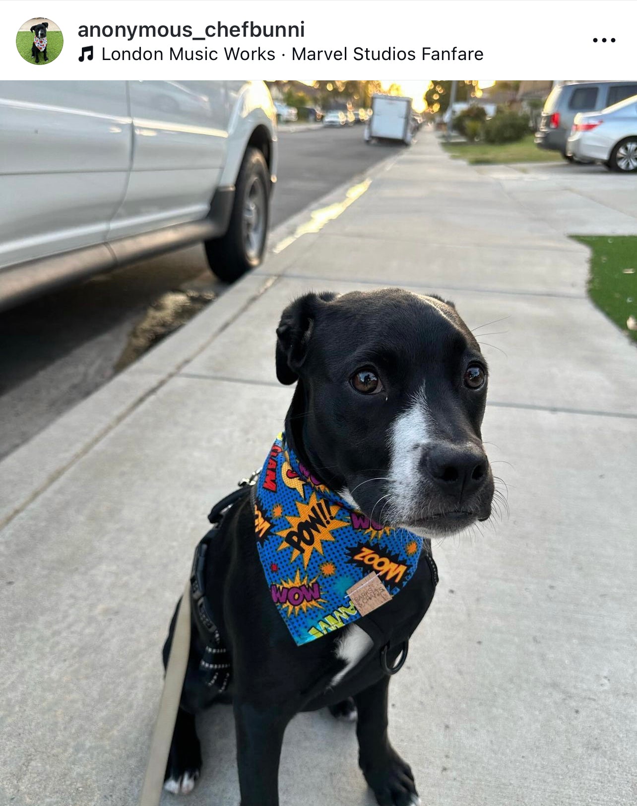 Blue Comic Book Phrases Pet Bandana