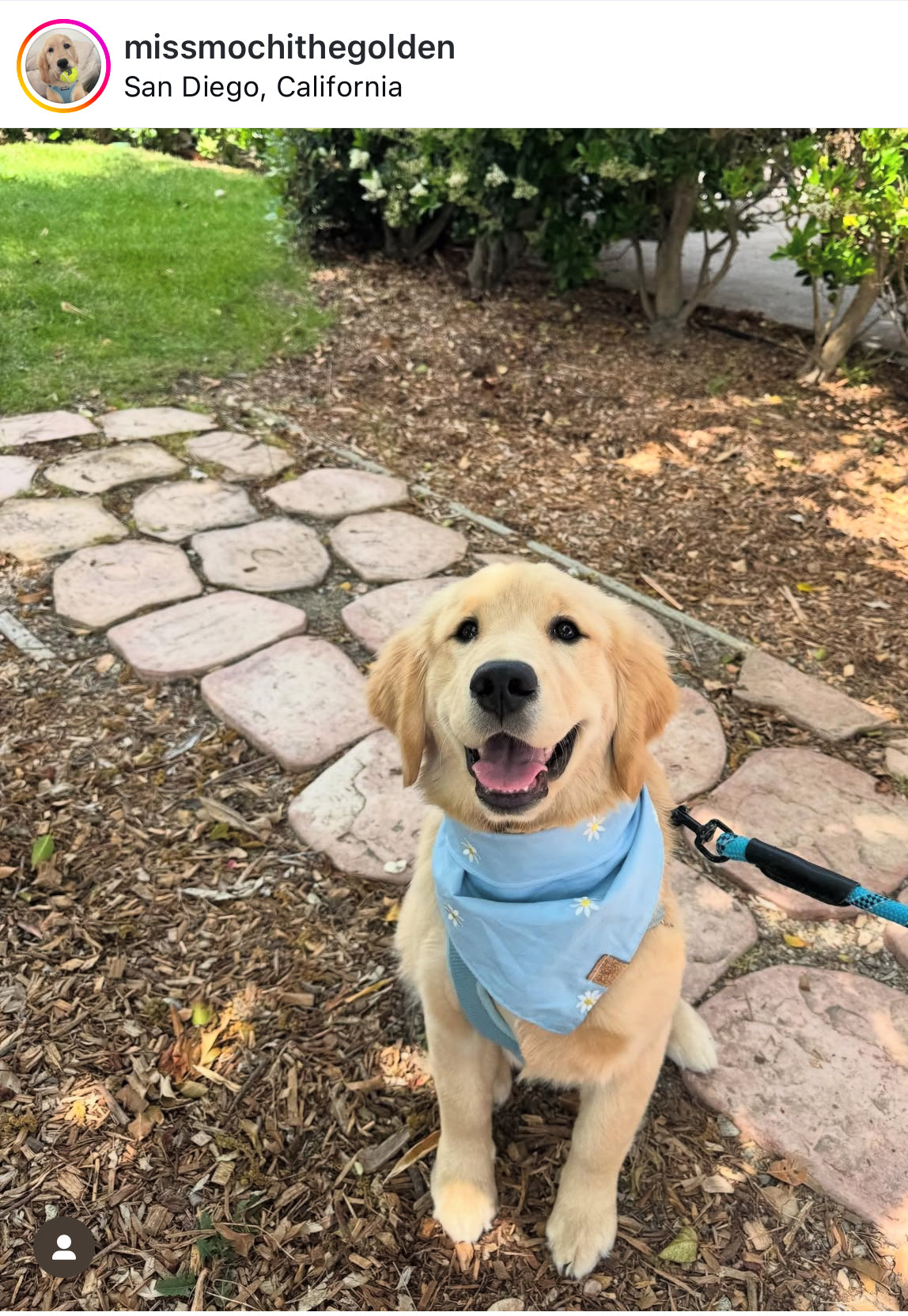 Embroidered Daisies (Blue) Snap-On Pet Bandana