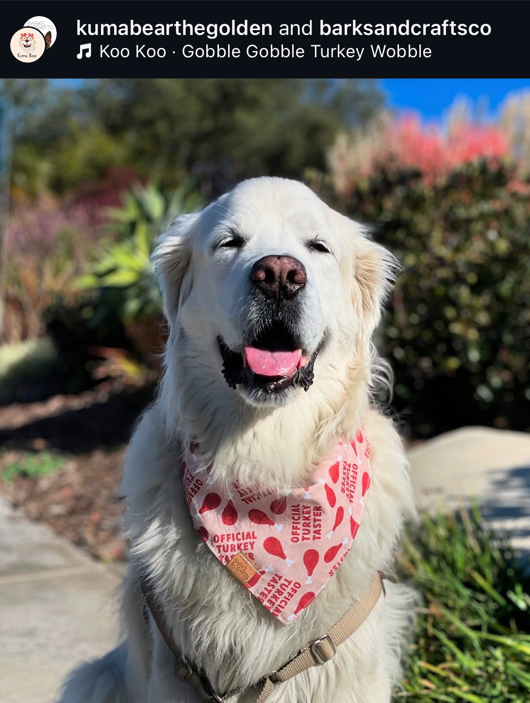 Official Turkey Taster Snap-On Pet Bandana