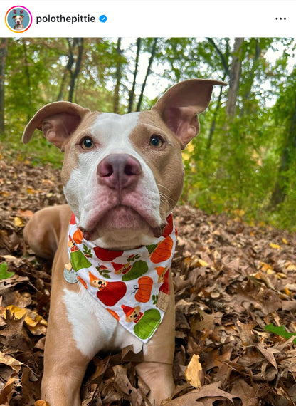 Autumn Retrievers Snap-on Pet Bandana – BARKS CRAFTS