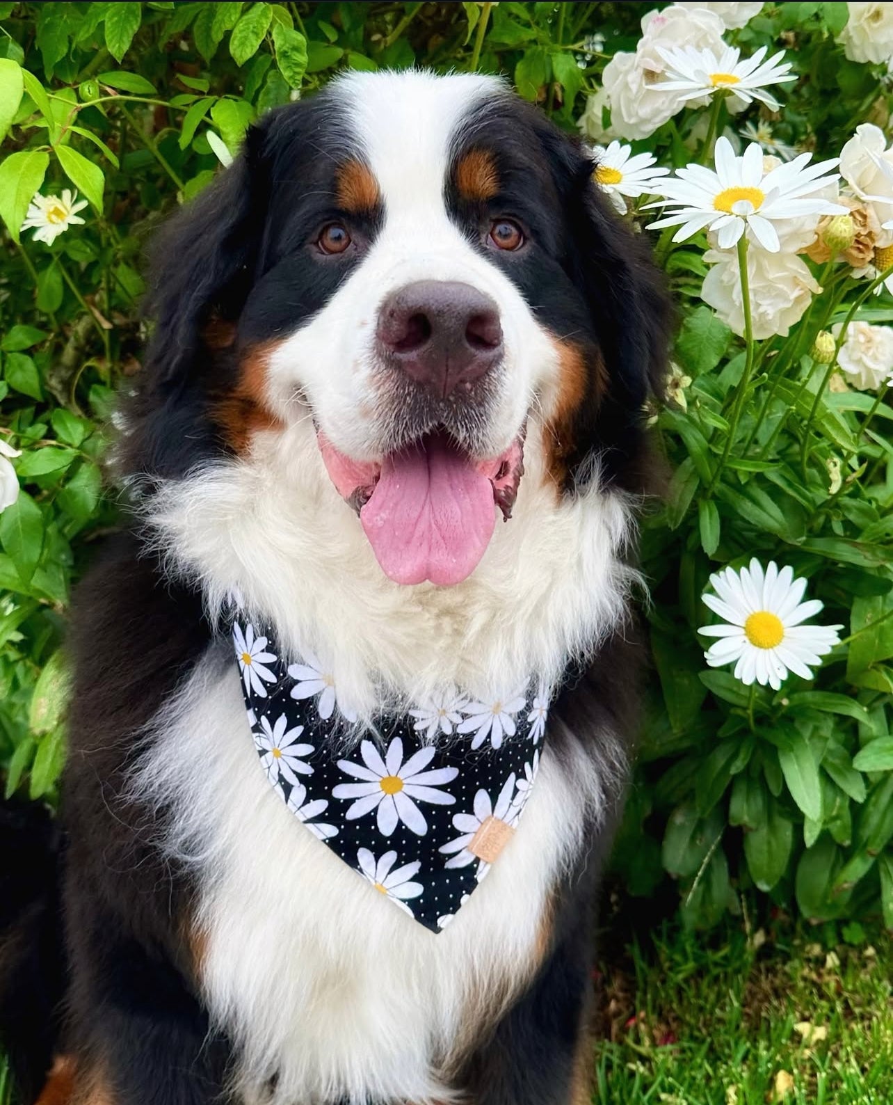 Midnight Daisies Snap-On Pet Bandana