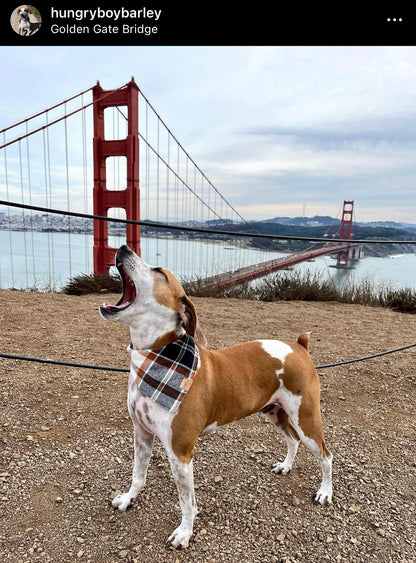 Forrest Plaid Flannel Snap-On Pet Bandana