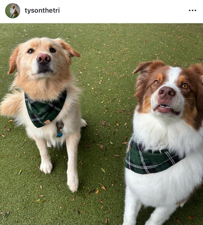 Evergreen Plaid Snap-On Pet Bandana