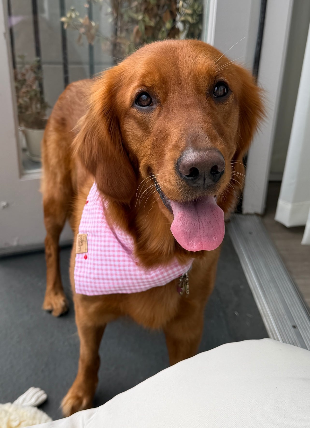 Embroidered Hearts Gingham Snap-On Pet Bandana