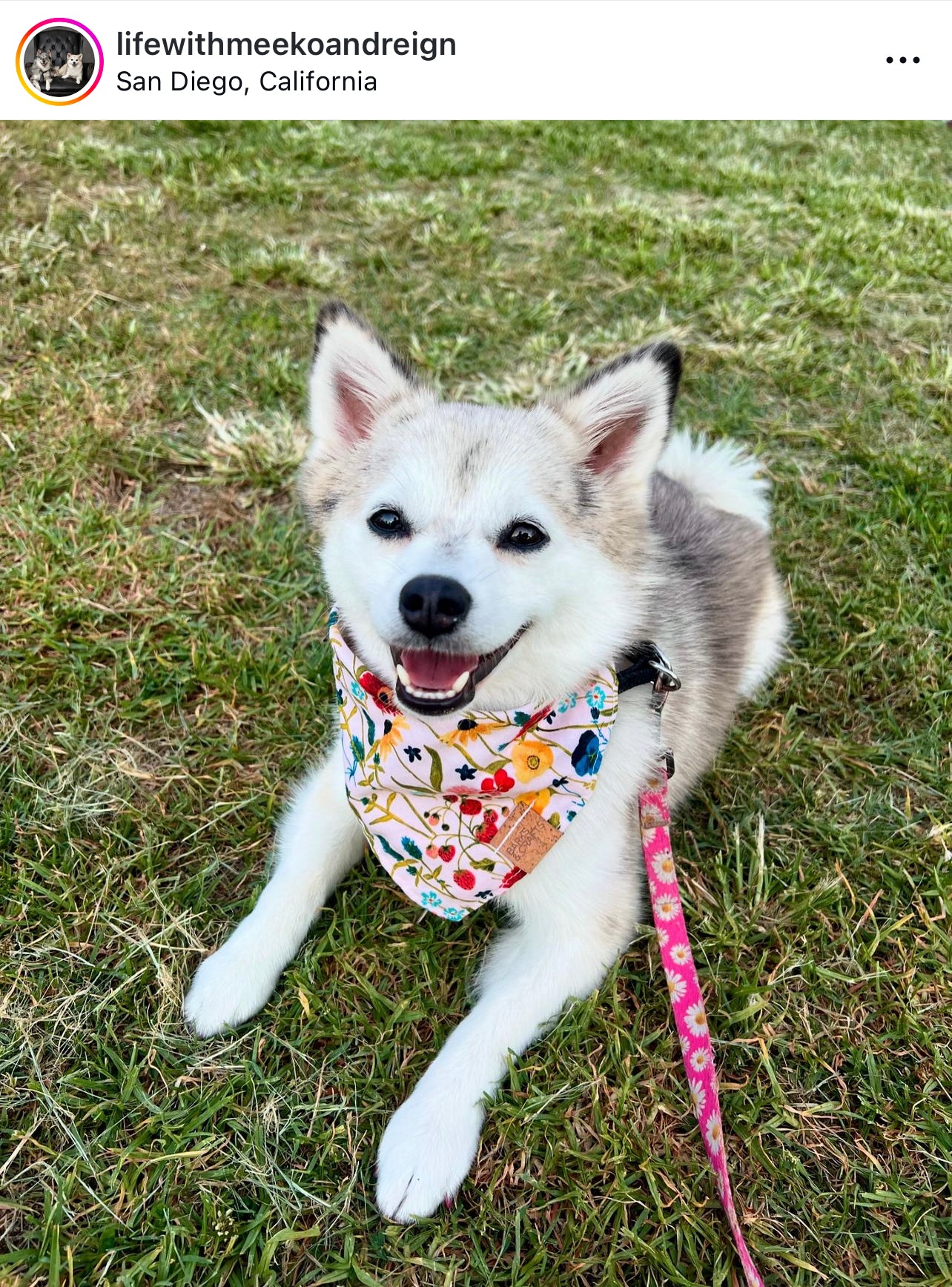 Wildflower Snap-On Pet Bandana