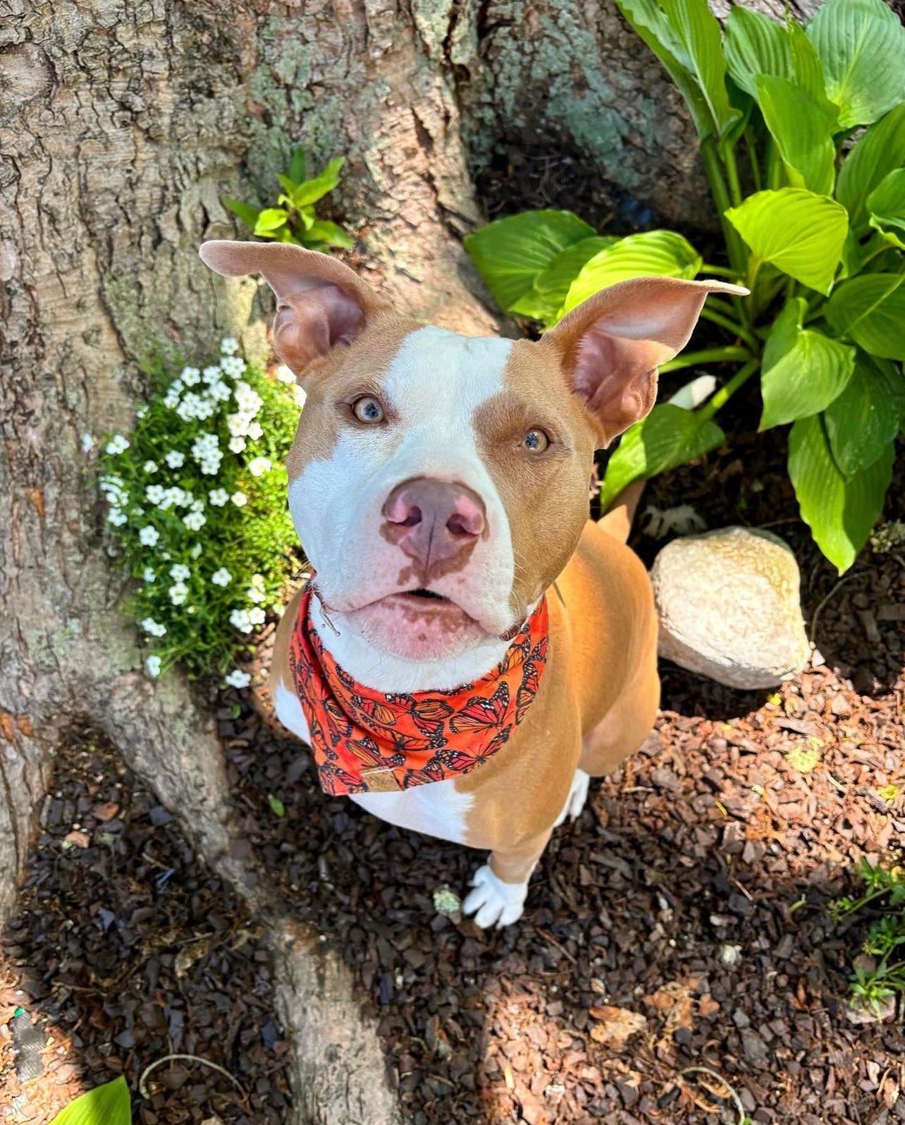 Orange Monarch Butterfly Snap-On Pet Bandana