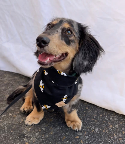 Bumblebees on Black Snap-on Pet Bandana