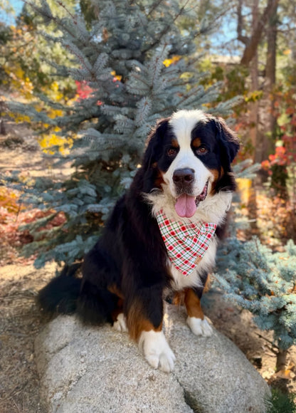 Peppermint Plaid Snap-On Pet Bandana