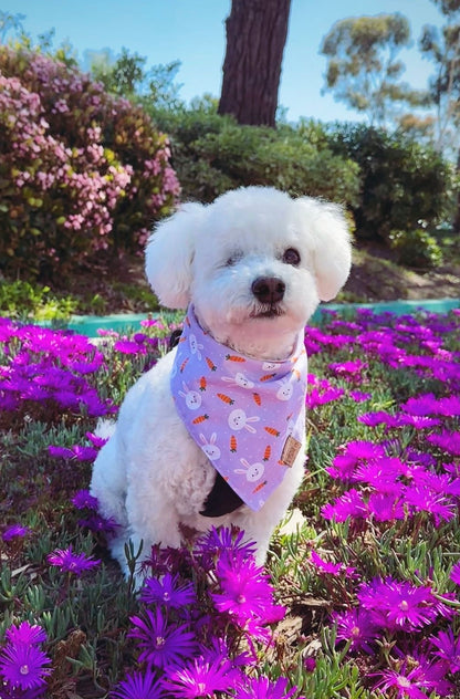 Sweet Bunnies Snap-On Pet Bandana