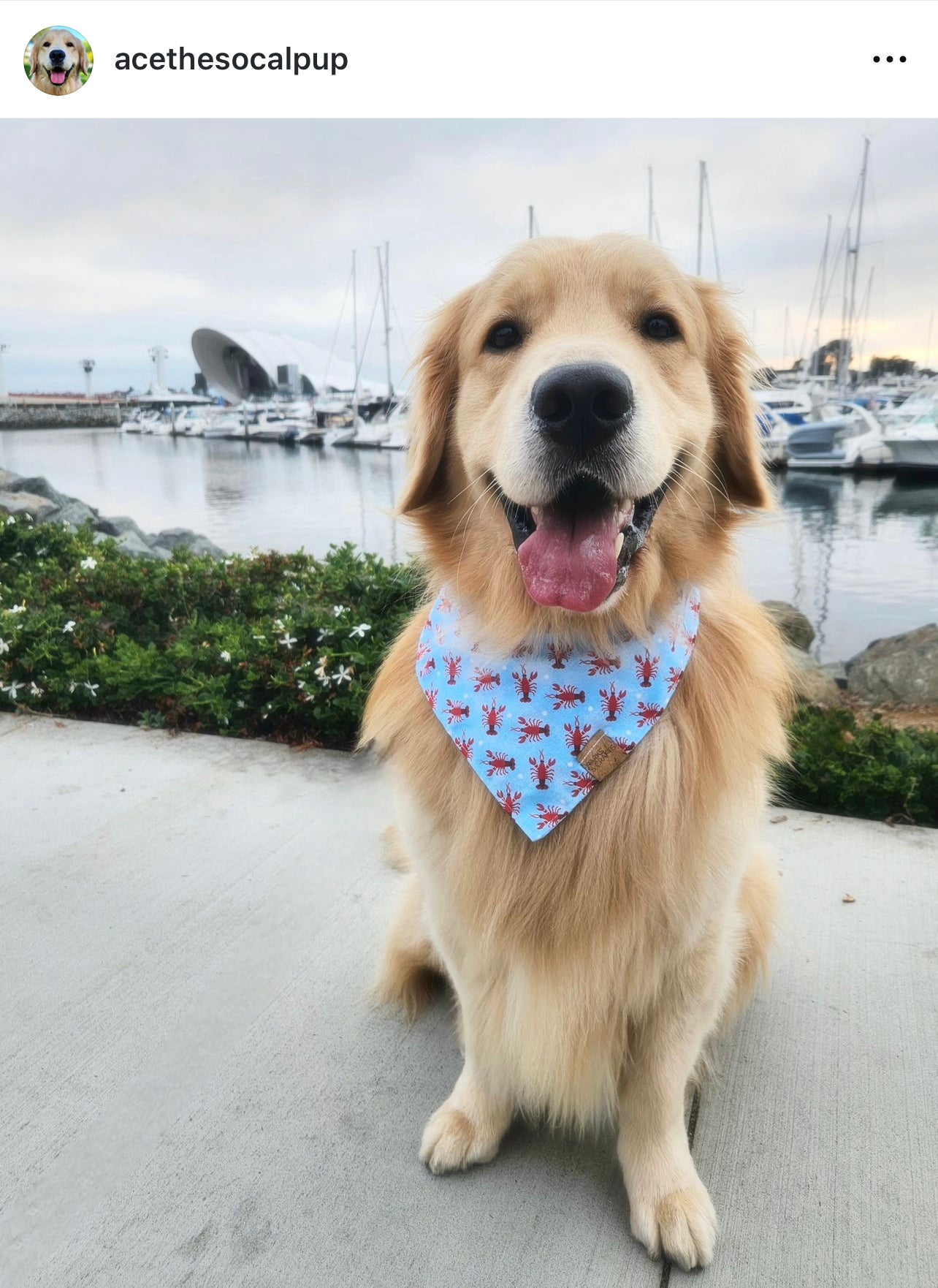 Lobster Snap-On Pet Bandana