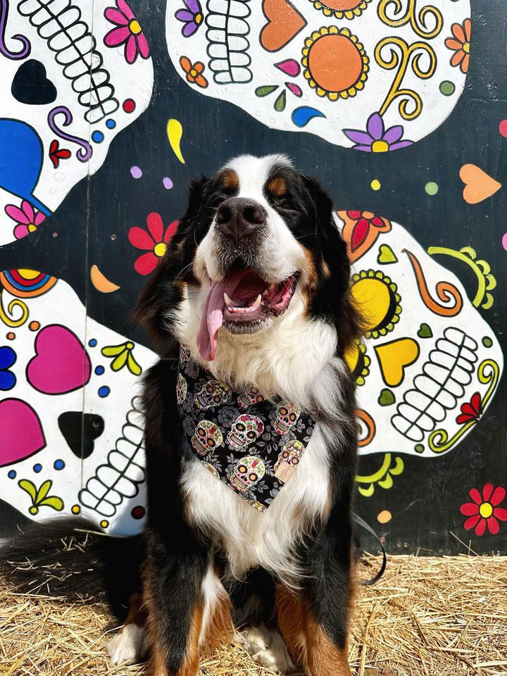 Sugar Skulls Snap-on Pet Bandana