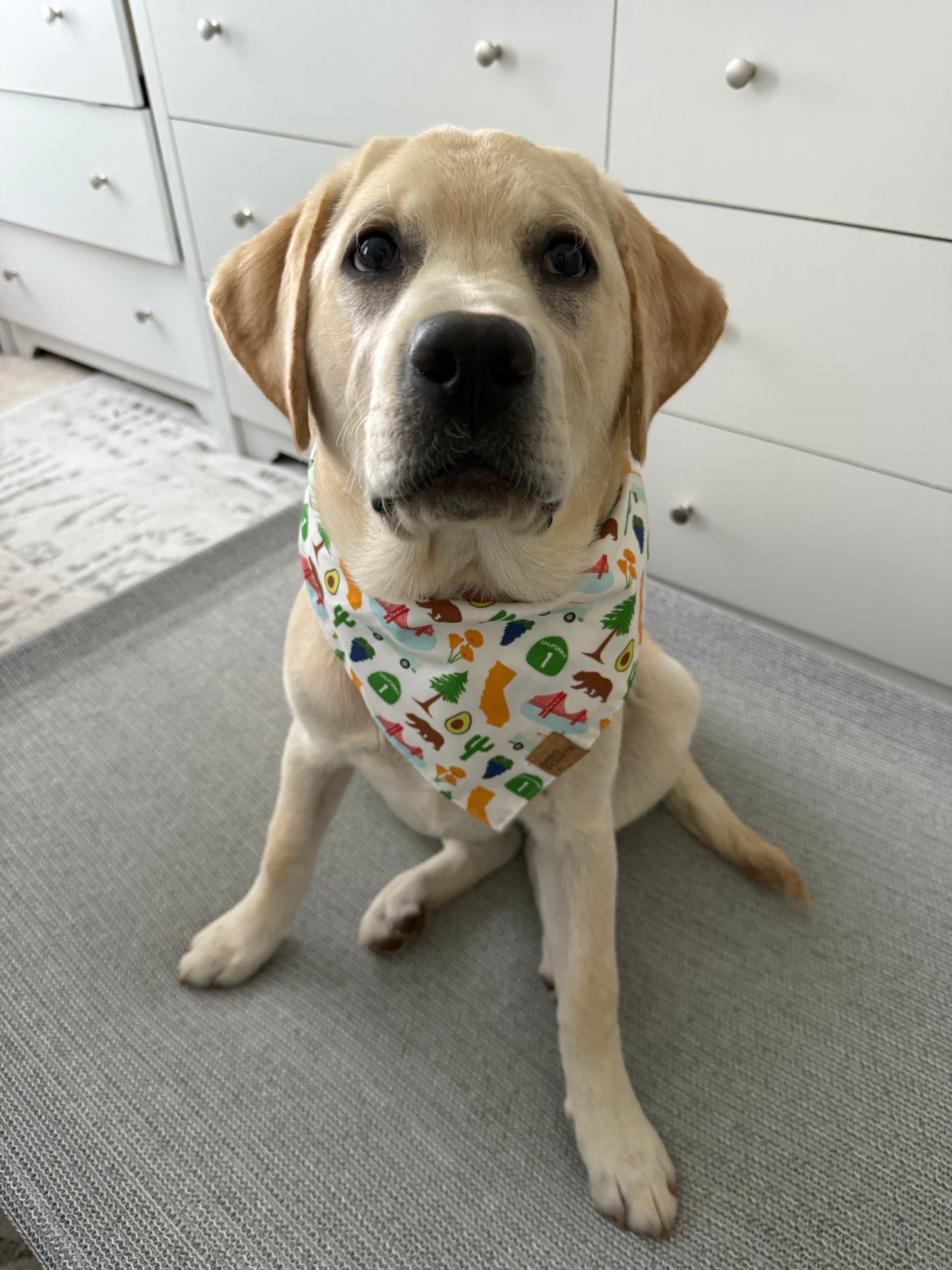 California Roadtrip Snap-On Pet Bandana