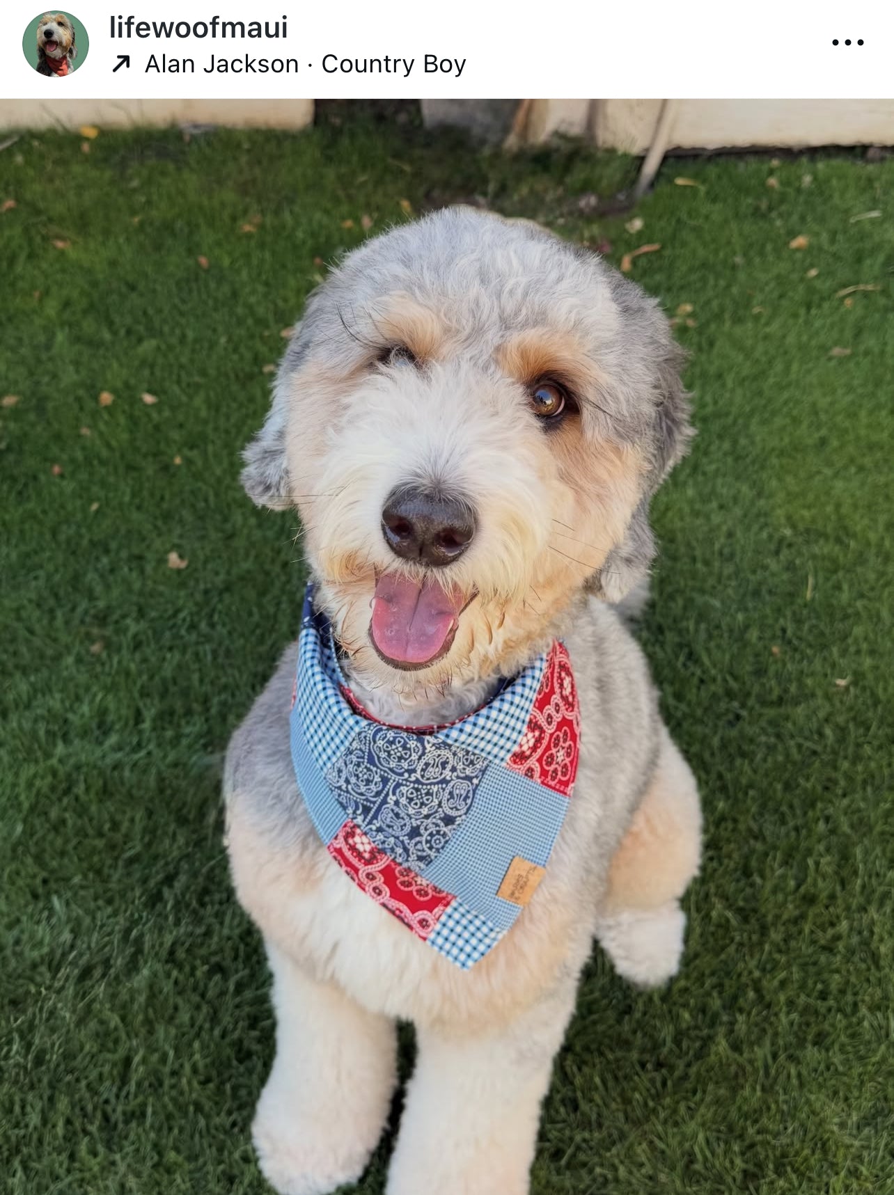 Mixed Paisley Snap-On Pet Bandana