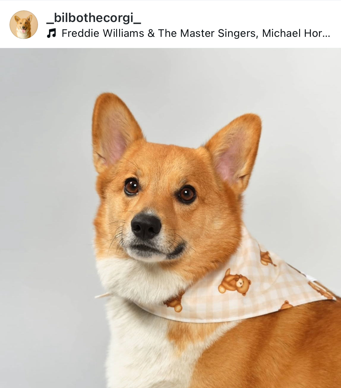 Teddy Bears Snap-On Pet Bandana