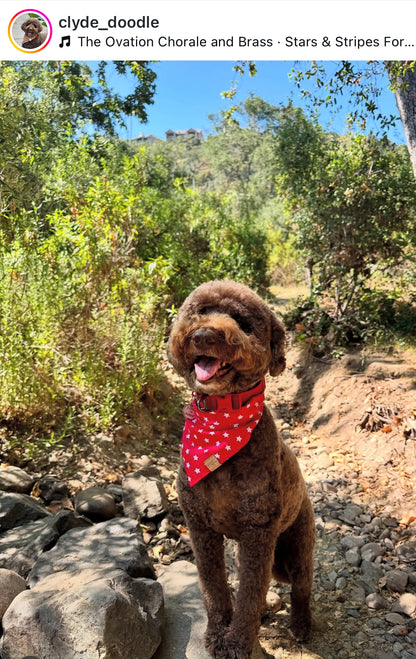 Star Spangeled (Red) Snap-On Pet Bandana