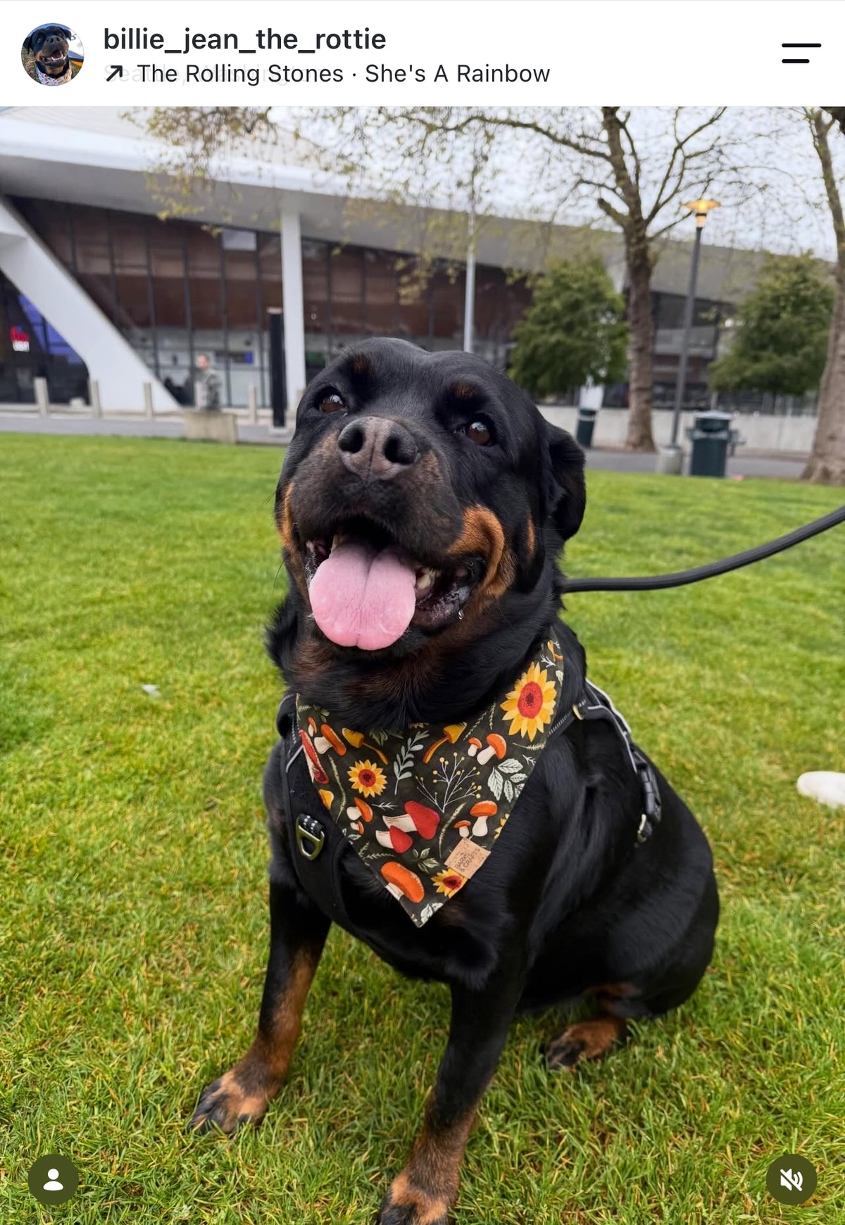 Mushroom & Blooms Snap-On Pet Bandana