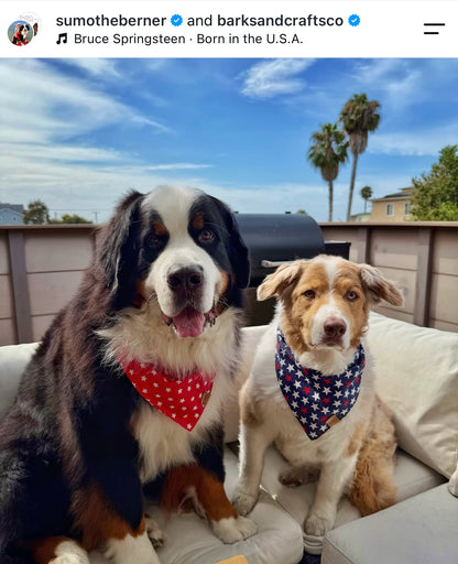 Star Spangeled (Red) Snap-On Pet Bandana