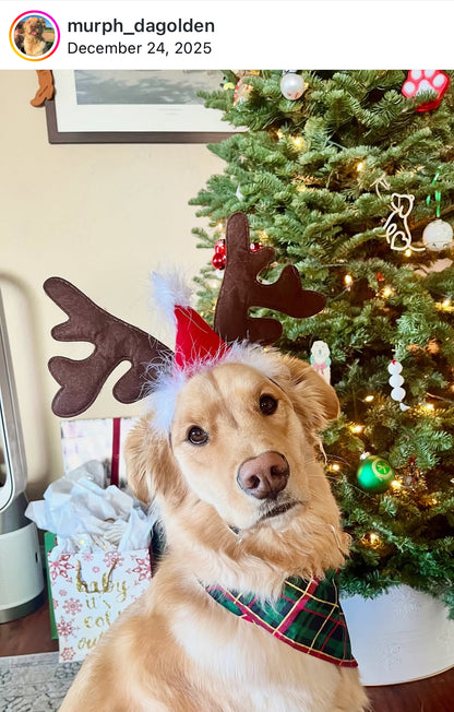 Gilded Evergreen Plaid Snap-On Pet Bandana