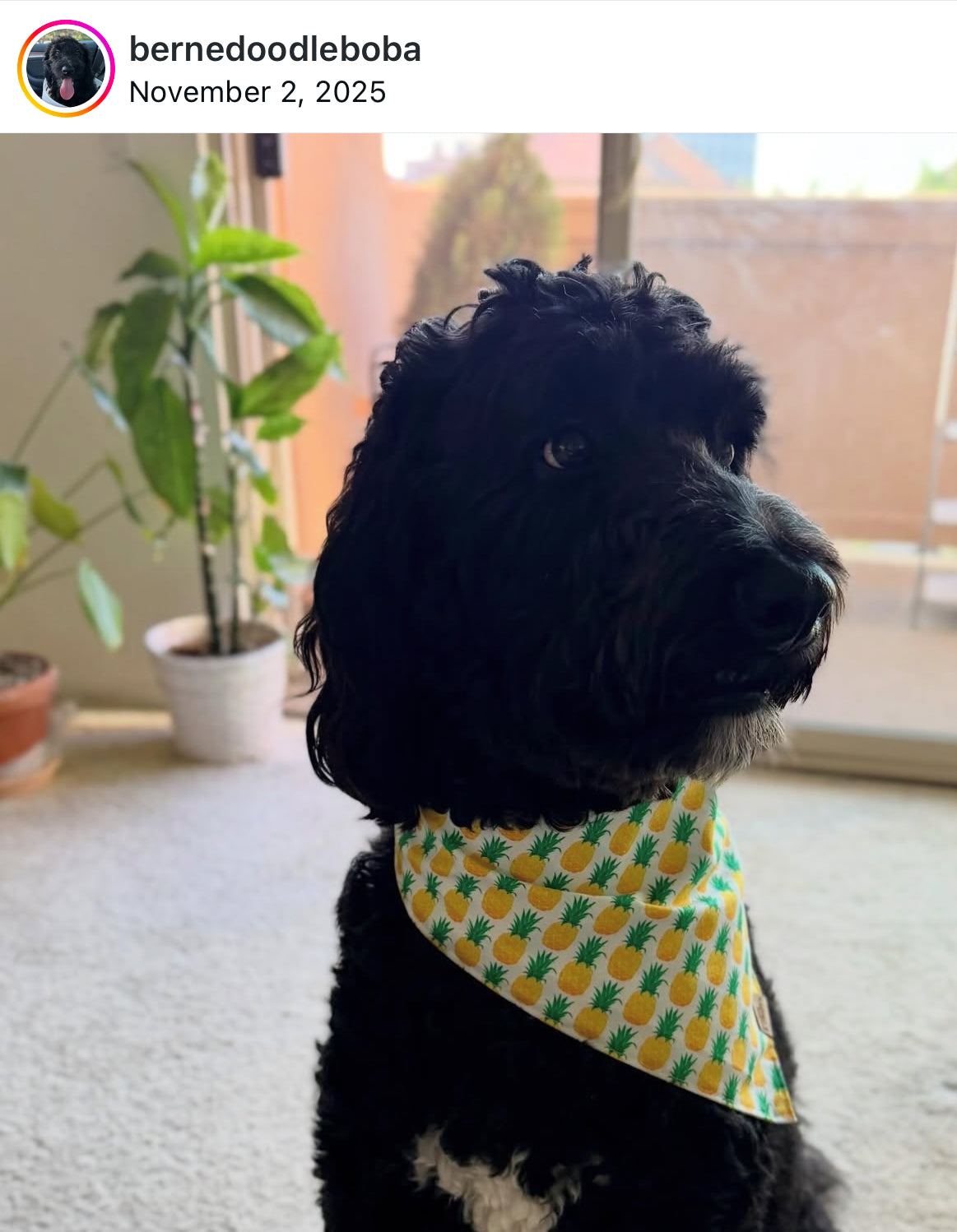 Pineapples Snap-On Pet Bandana