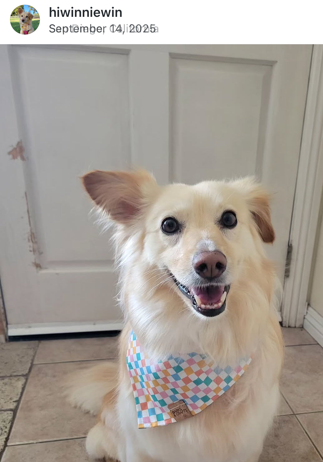 Springtime Gingham Snap-On Pet Bandana