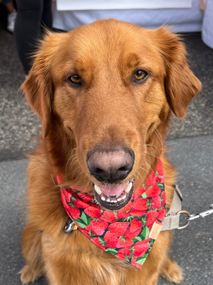 Strawberries (Black) Snap-On Pet Bandana