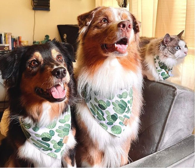 Cactus dog clearance bandana