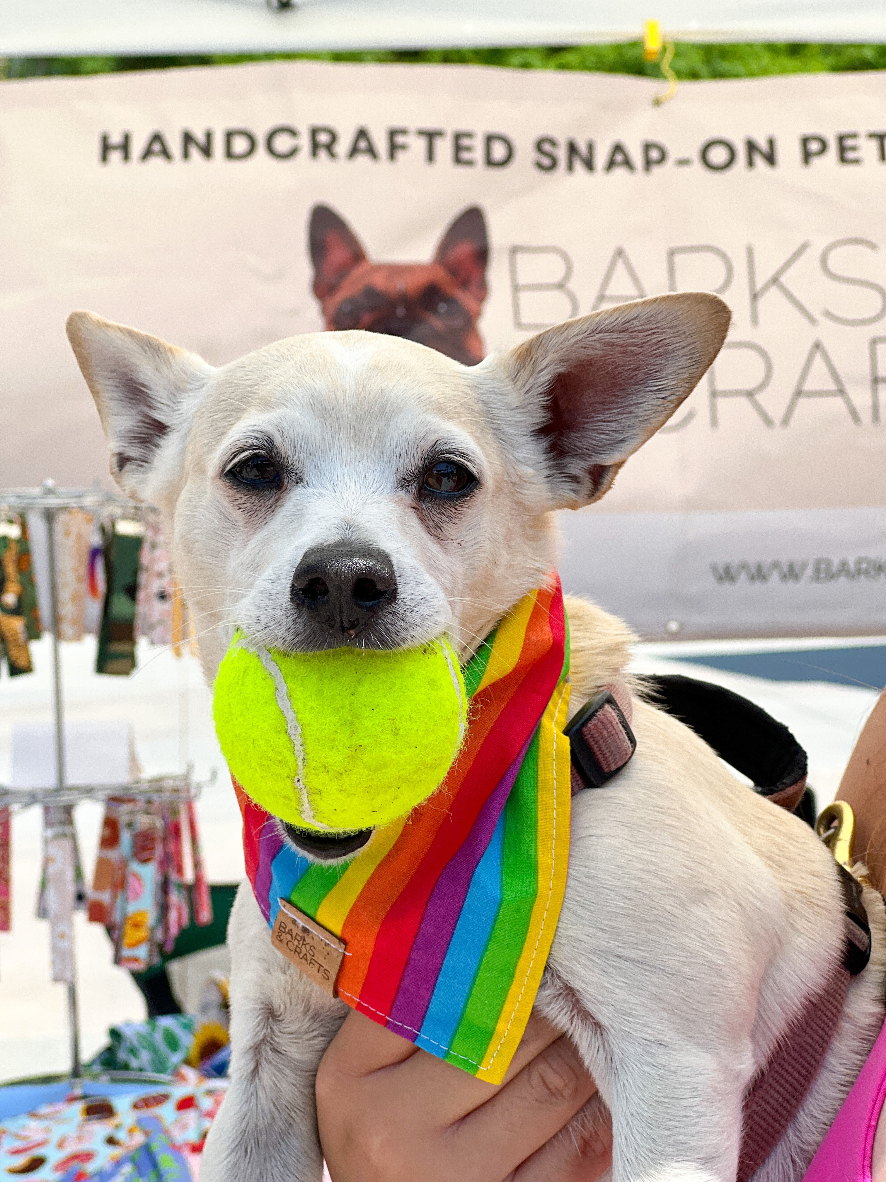 Gay pride dog top bandana